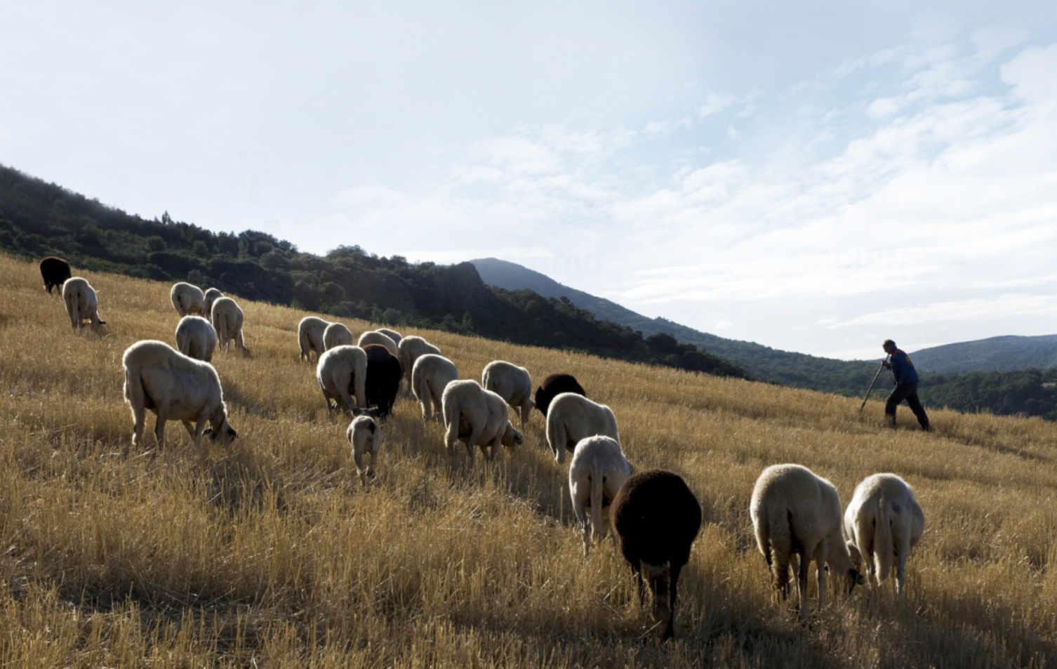 Mountains for Sustainability