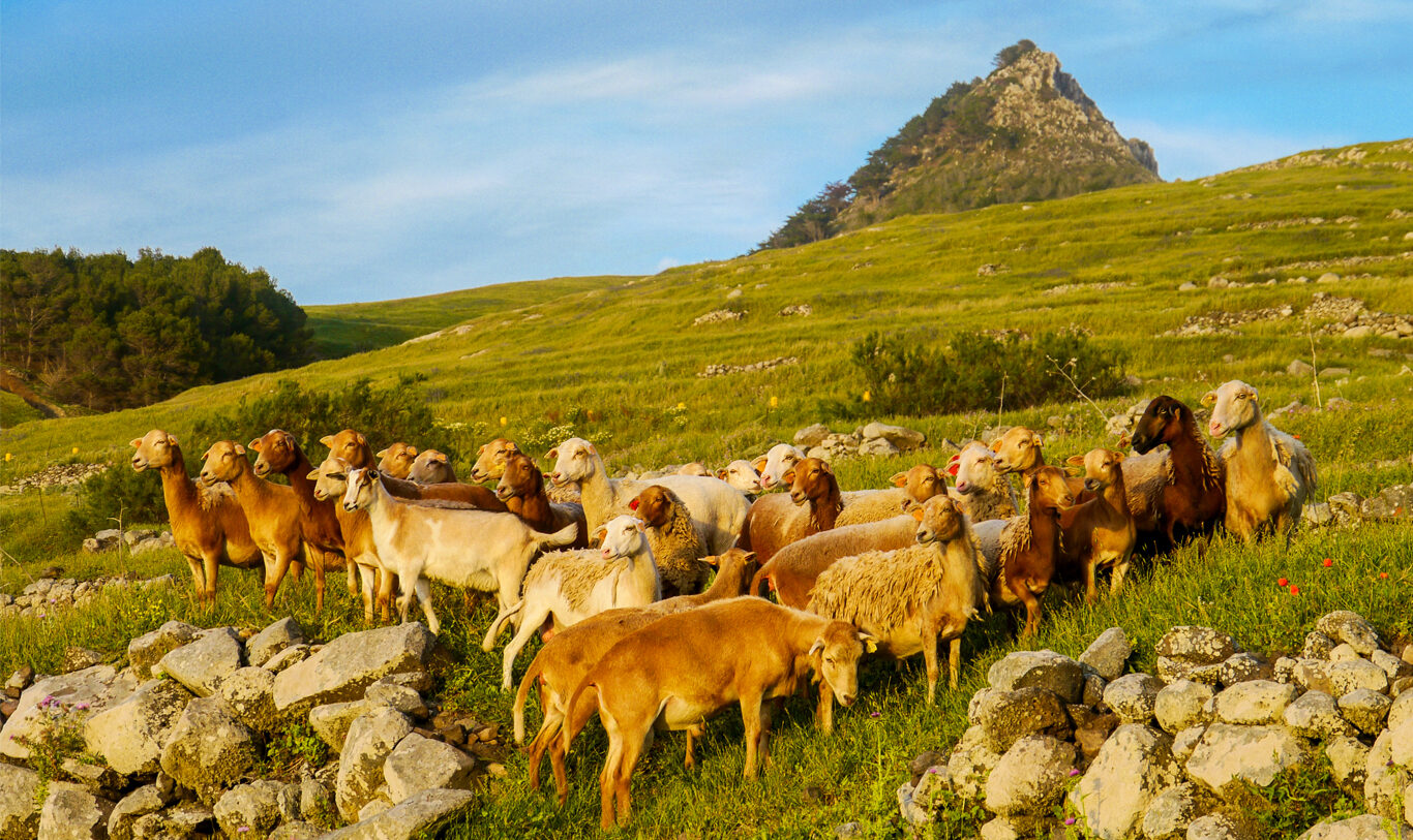 Serviços de Ecossistema