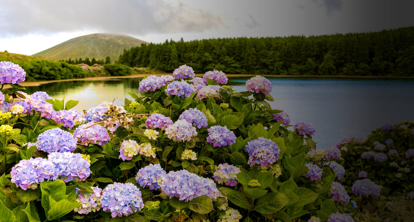 RB da Ilha das Flores Filtro