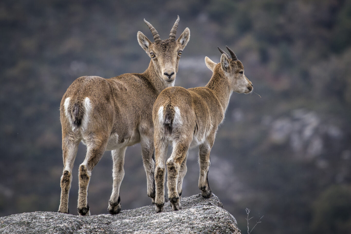 RB Transfronteiriça do Gerês/Xurés