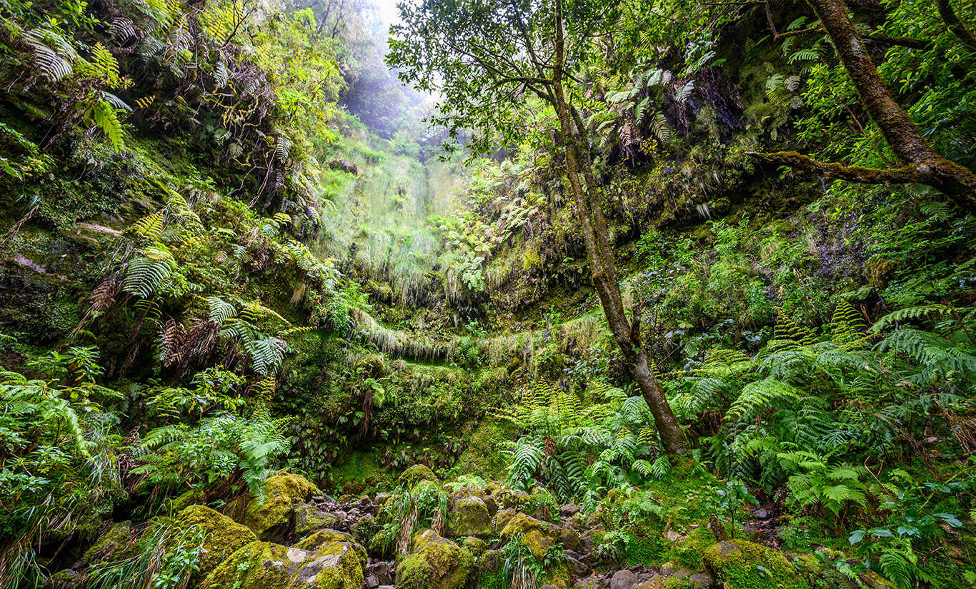 Floresta da Laurissilva