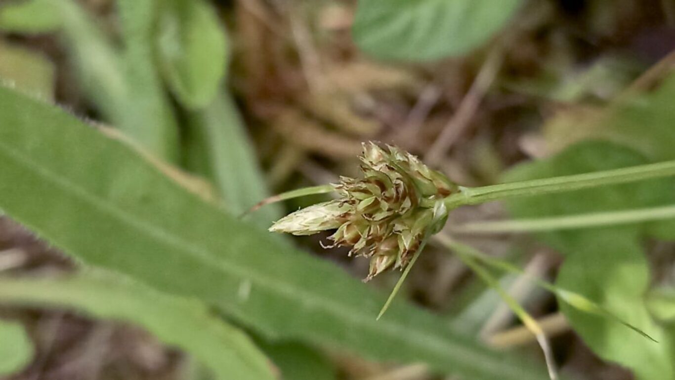 Carex pilulifera azorica
