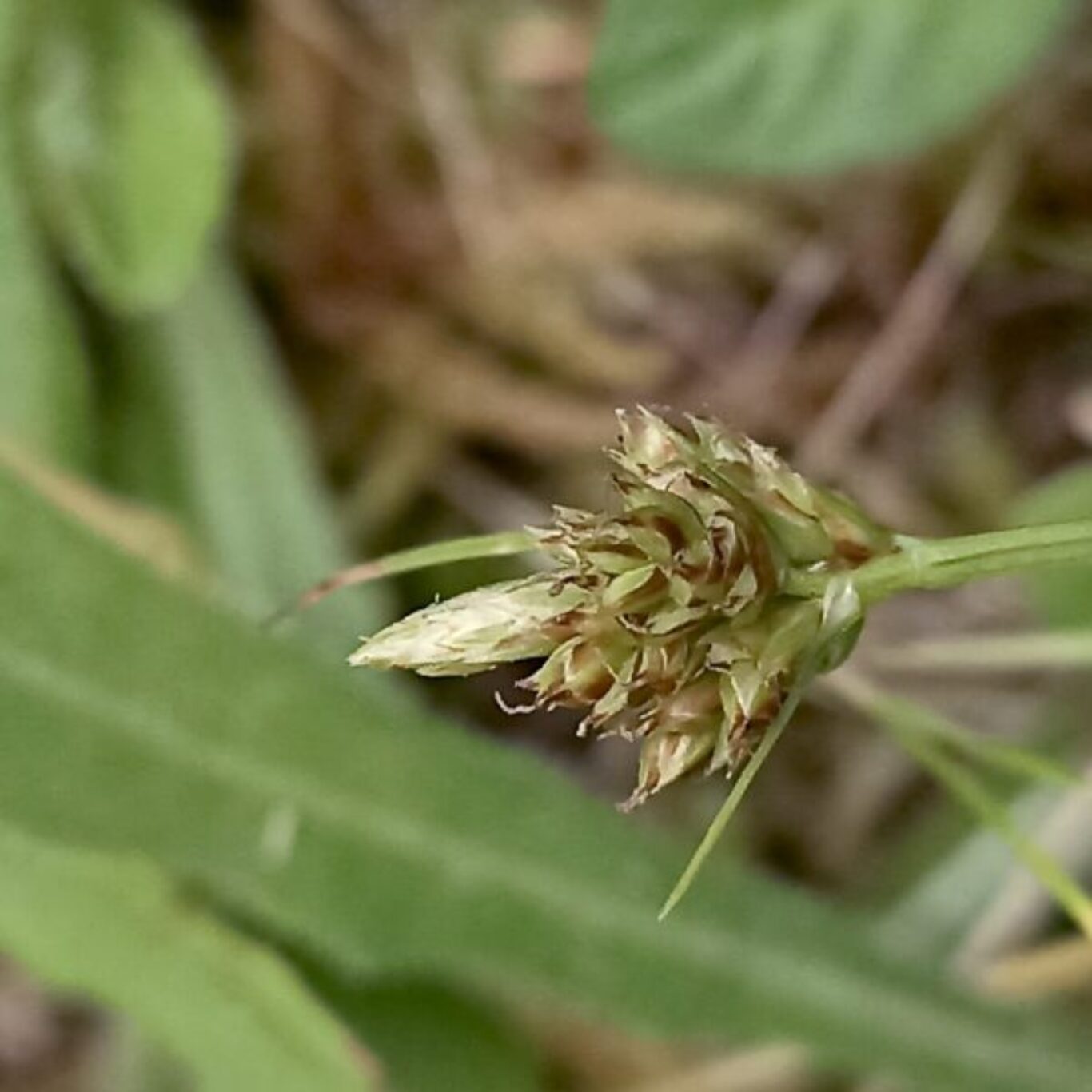 Carex pilulifera azorica