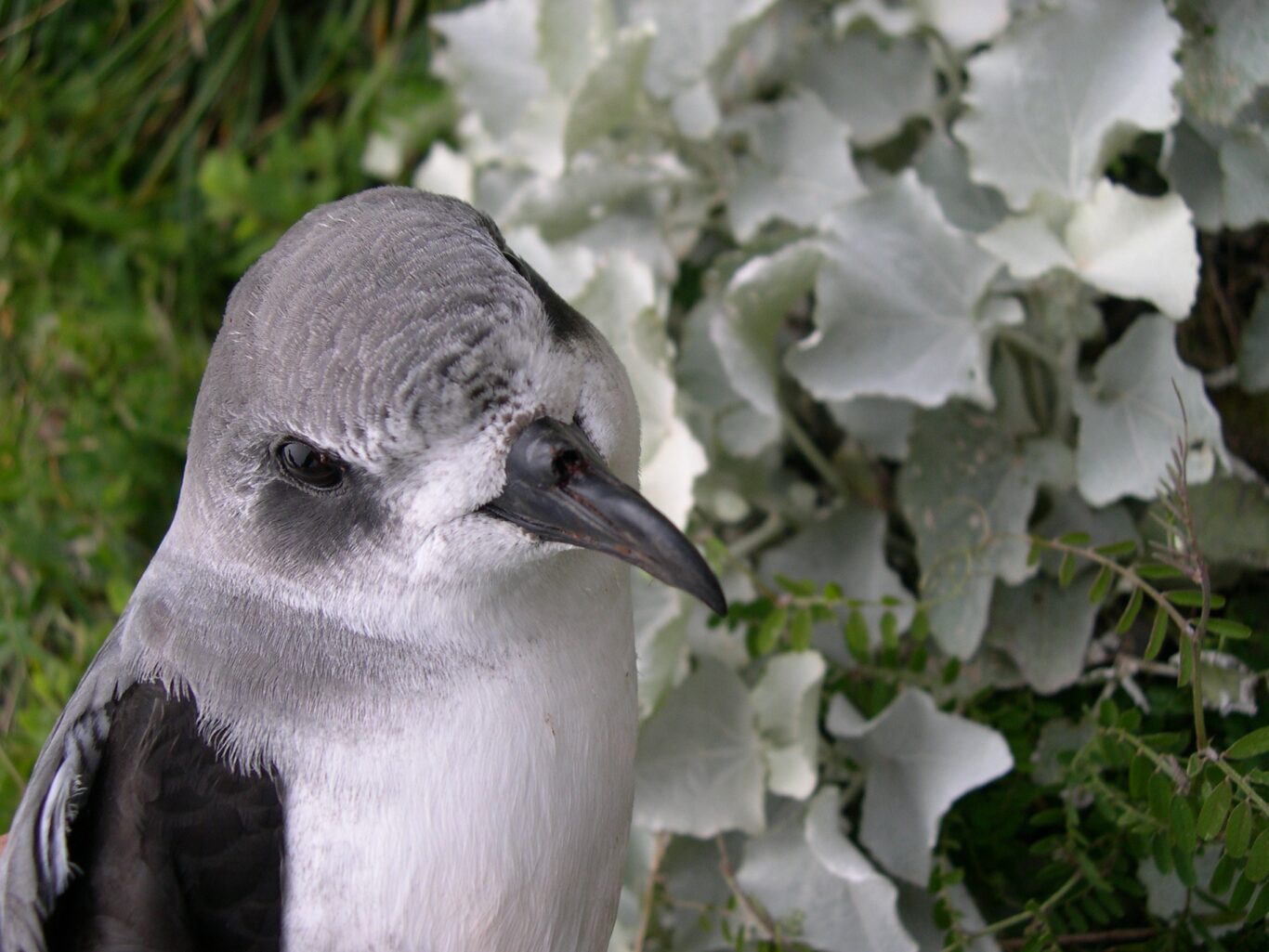 Freira-da-Madeira (Pterodroma madeira)
